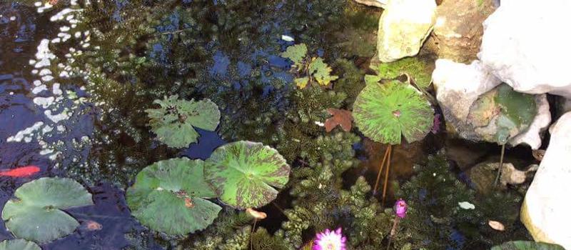 Water Gardens