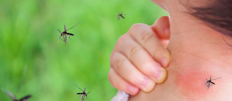 When Should I Start Thinking About Mosquito Control?