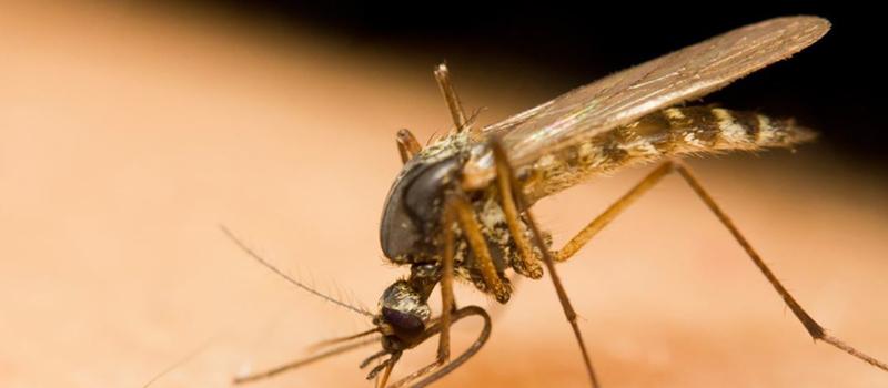 Is West Nile virus in Rhode Island?