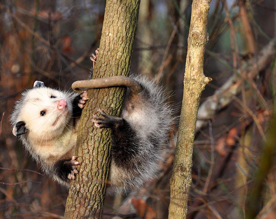 How Many Ticks Can an Opossum Eat?