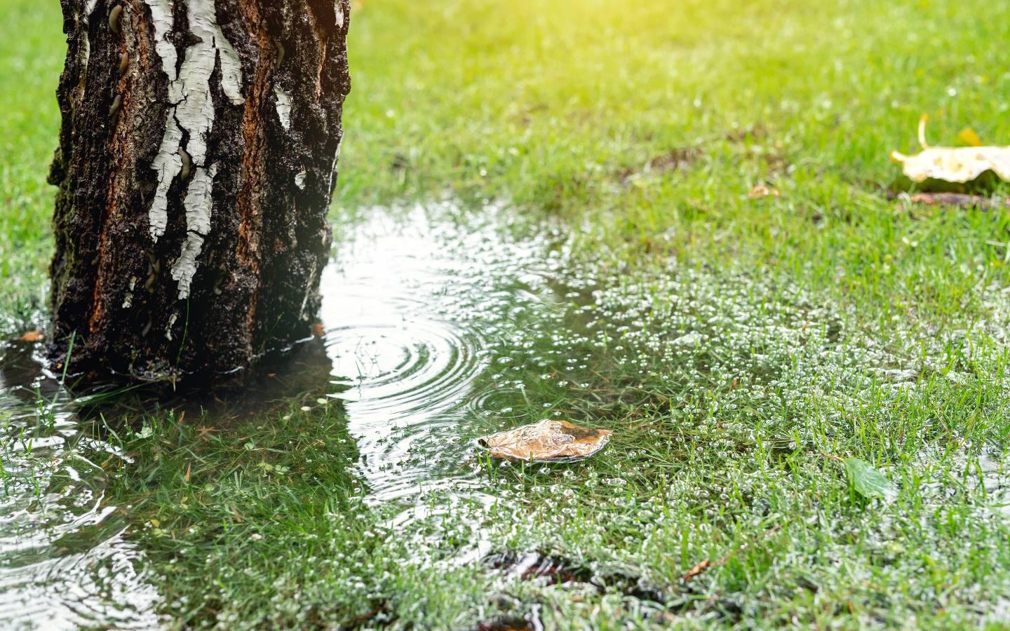 puddle by tree