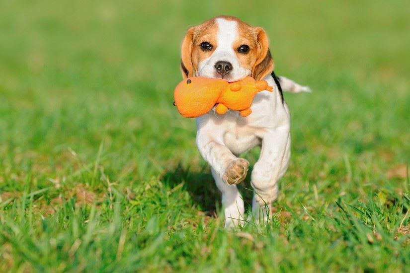 Dog playing in yard.