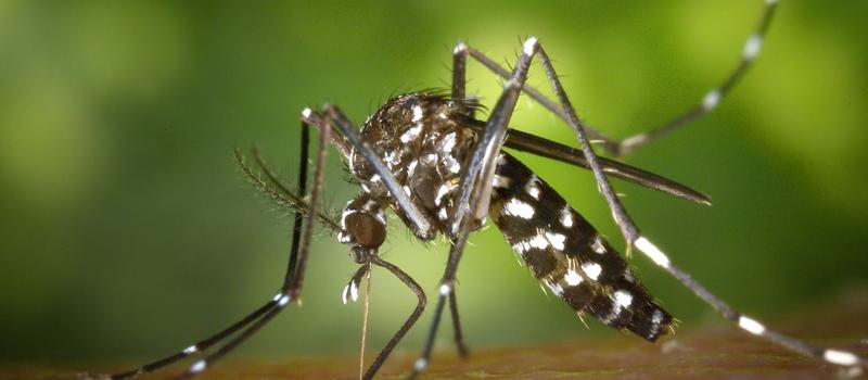Quincy Mosquito Control Question: Do mosquitoes bite?