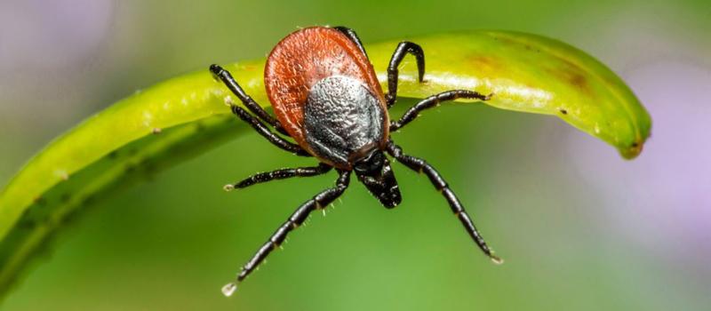 Quincy Tick Control is Essential as Ticks Come Out of Hibernation