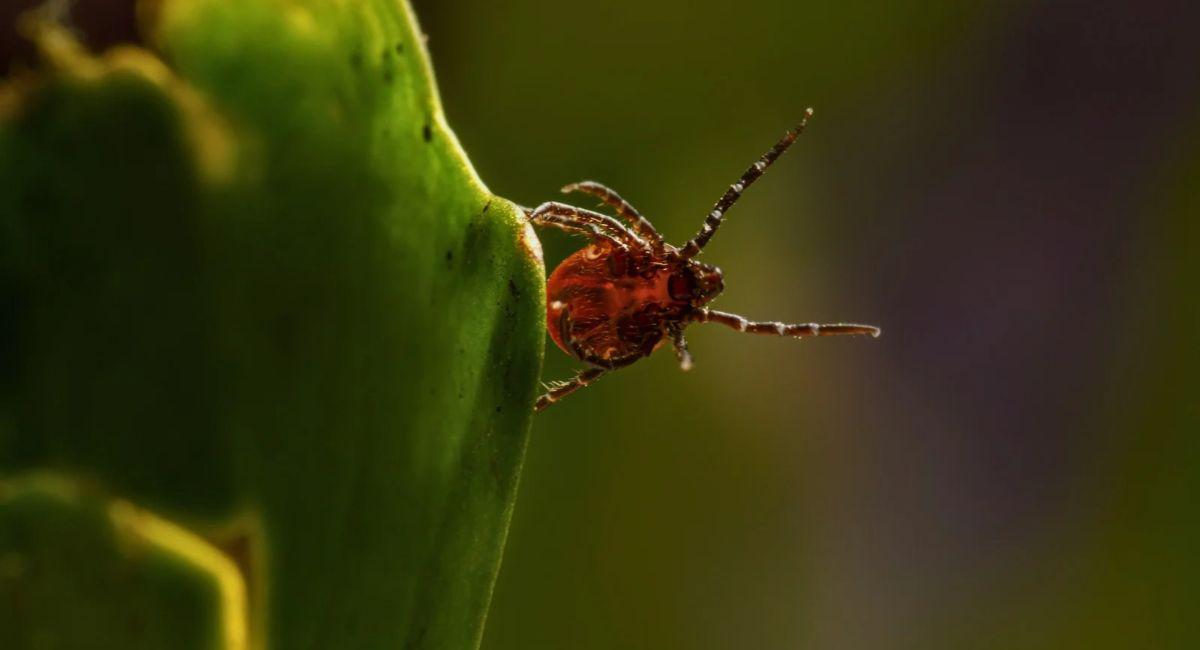 Will Raking Leaves Expose Me to Ticks?