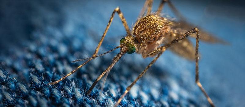 Avoid Disease with the Help of Ramsey Mosquito Control
