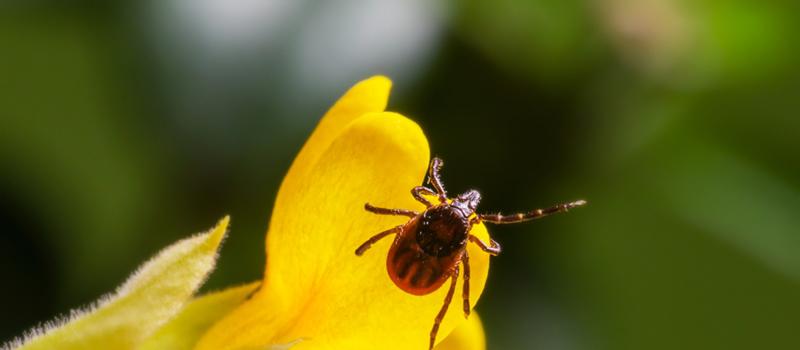 Ramsey Tick Treatment: Humans Weren’t the First to do it