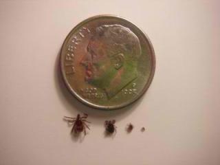 All sizes of deer ticks can spread illness and disease.