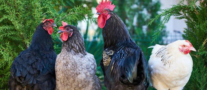 Chickens Aid the Fight Against West Nile and EEE