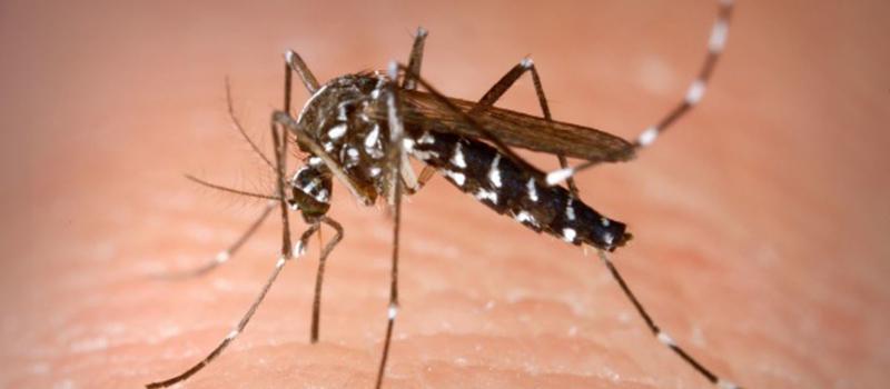 Reading Mosquito Control for Protection from Many Mosquito Species