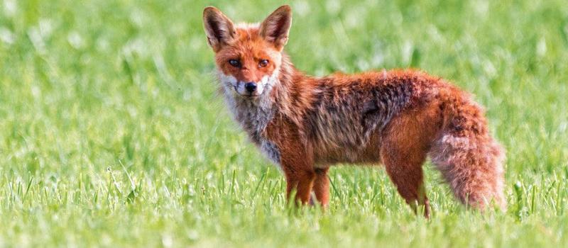 Are Red Foxes a Potential Hero in the Fight Against Lyme Disease in Massachusetts?