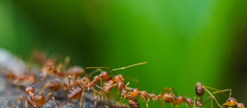 The Problem with Fire Ants and How Mosquito Squad Can Help