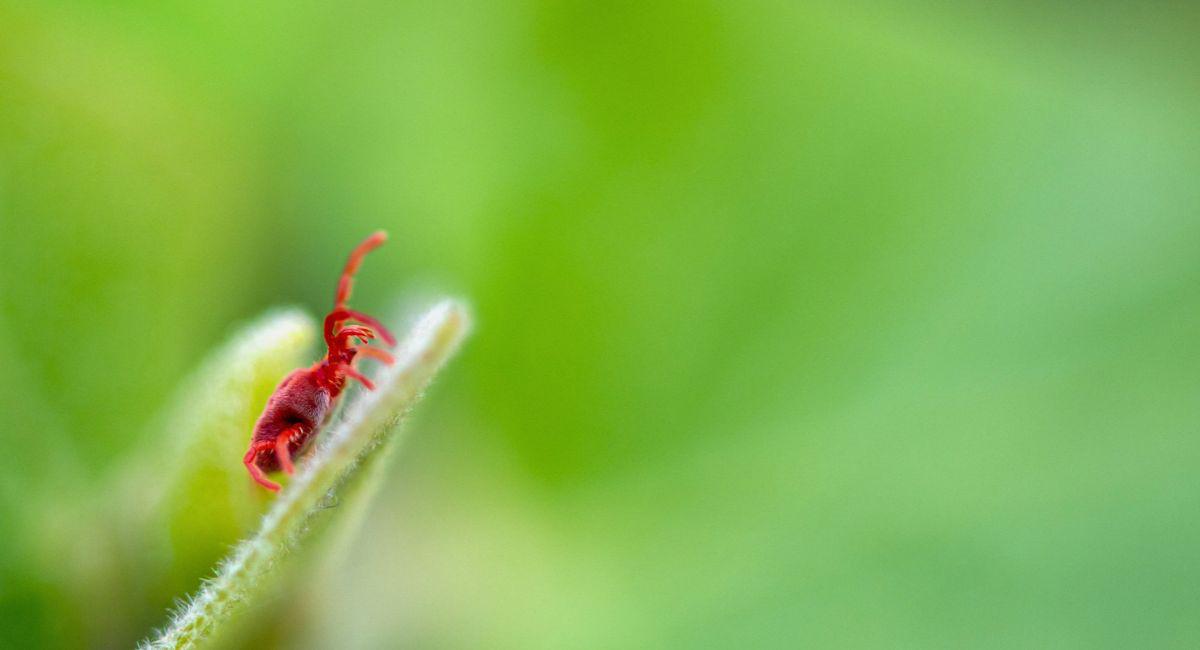 Why Are Red Bugs Showing Up Around My Home?