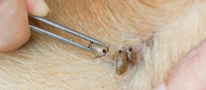 How to Remove a Tick from a Dog