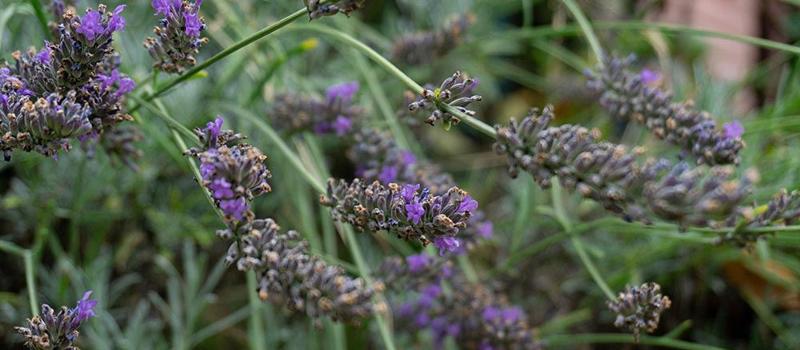 Certain Plants Can Help Repel Mosquitos While Offering a Delightful Outdoor Aesthetic