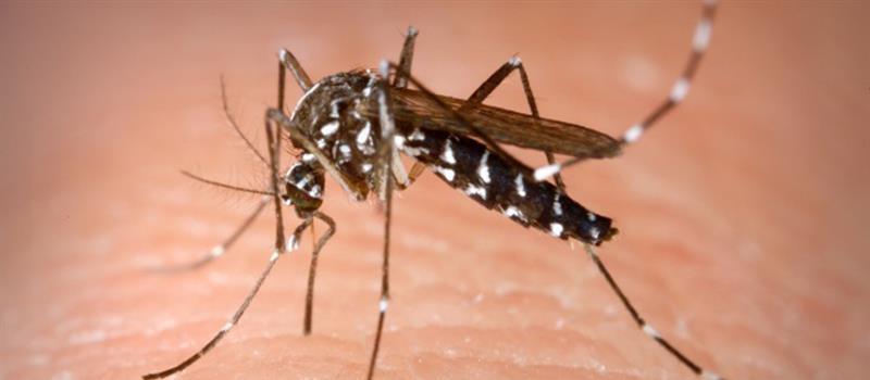 Spring Approaches! Here’s Why Richmond Mosquito Control is Essential