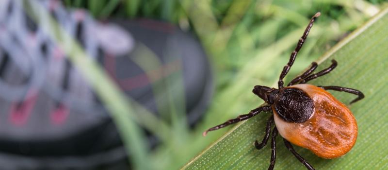 Fredericksburg Tick Control for Pet Health