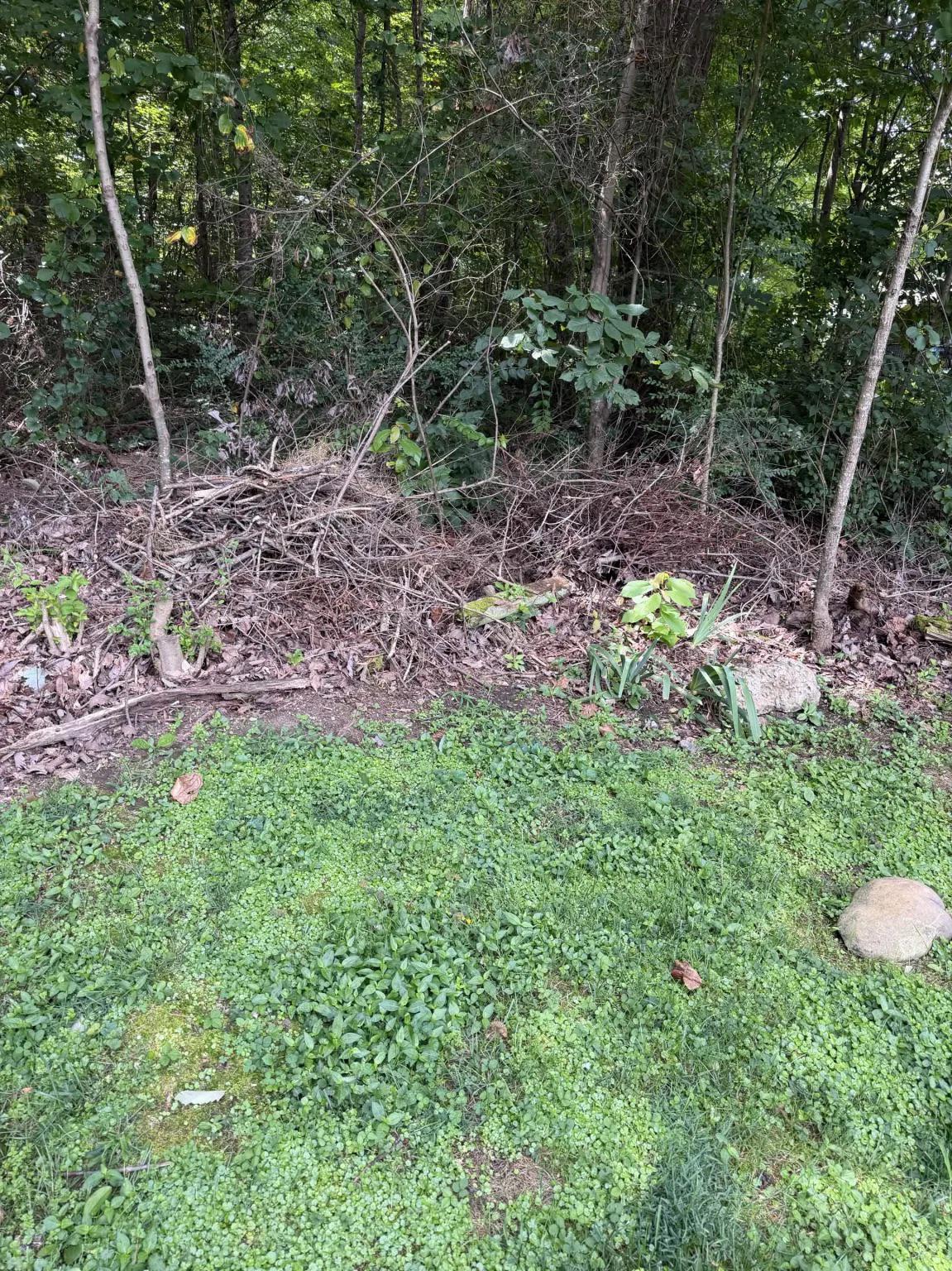 Rodent Control in Knoxville: Why the Mouse in Your Garage Came From the Trees