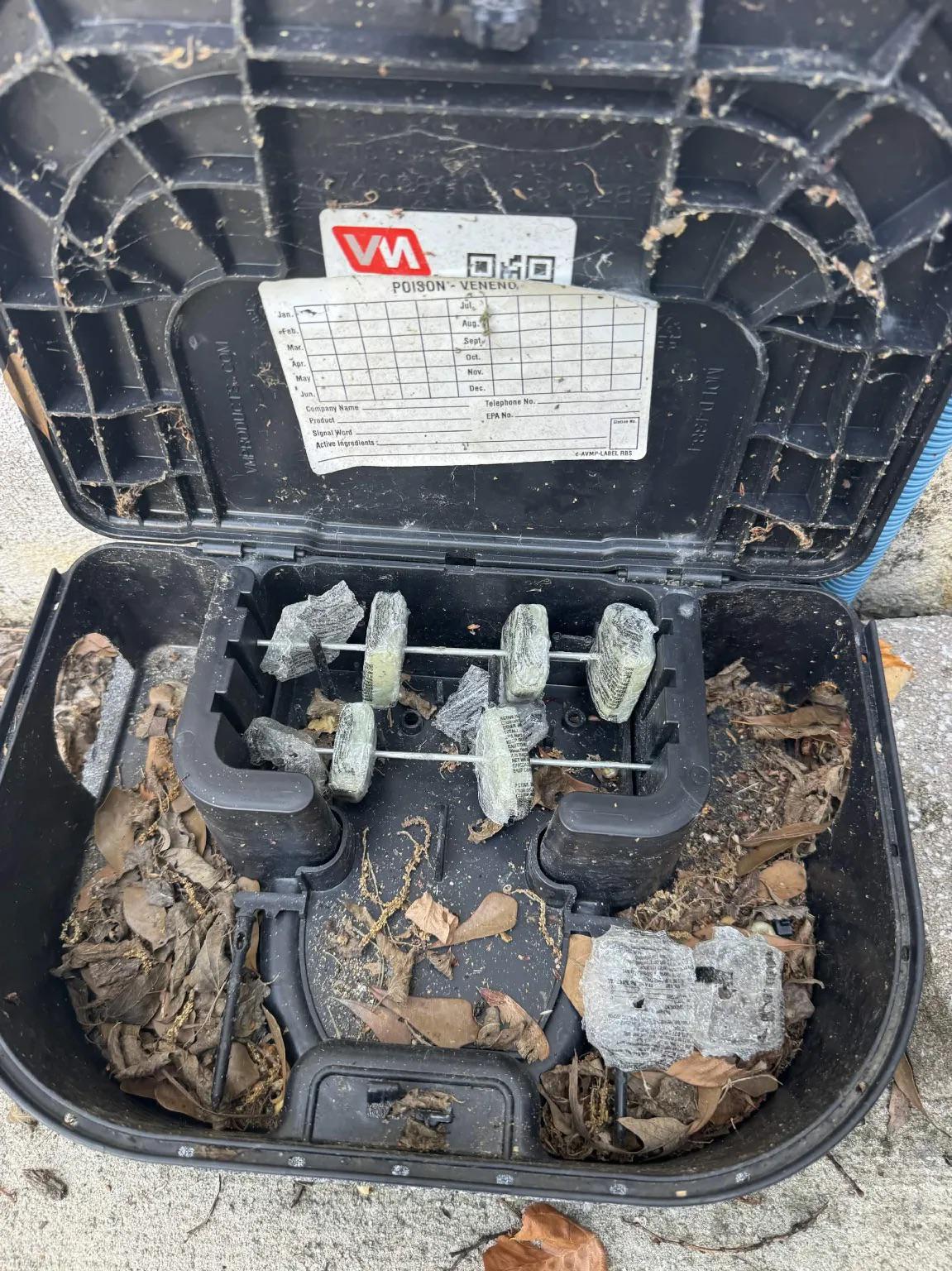 Why Fort Wright Homeowners Are Finding Mice in the Halloween Bins This Fall