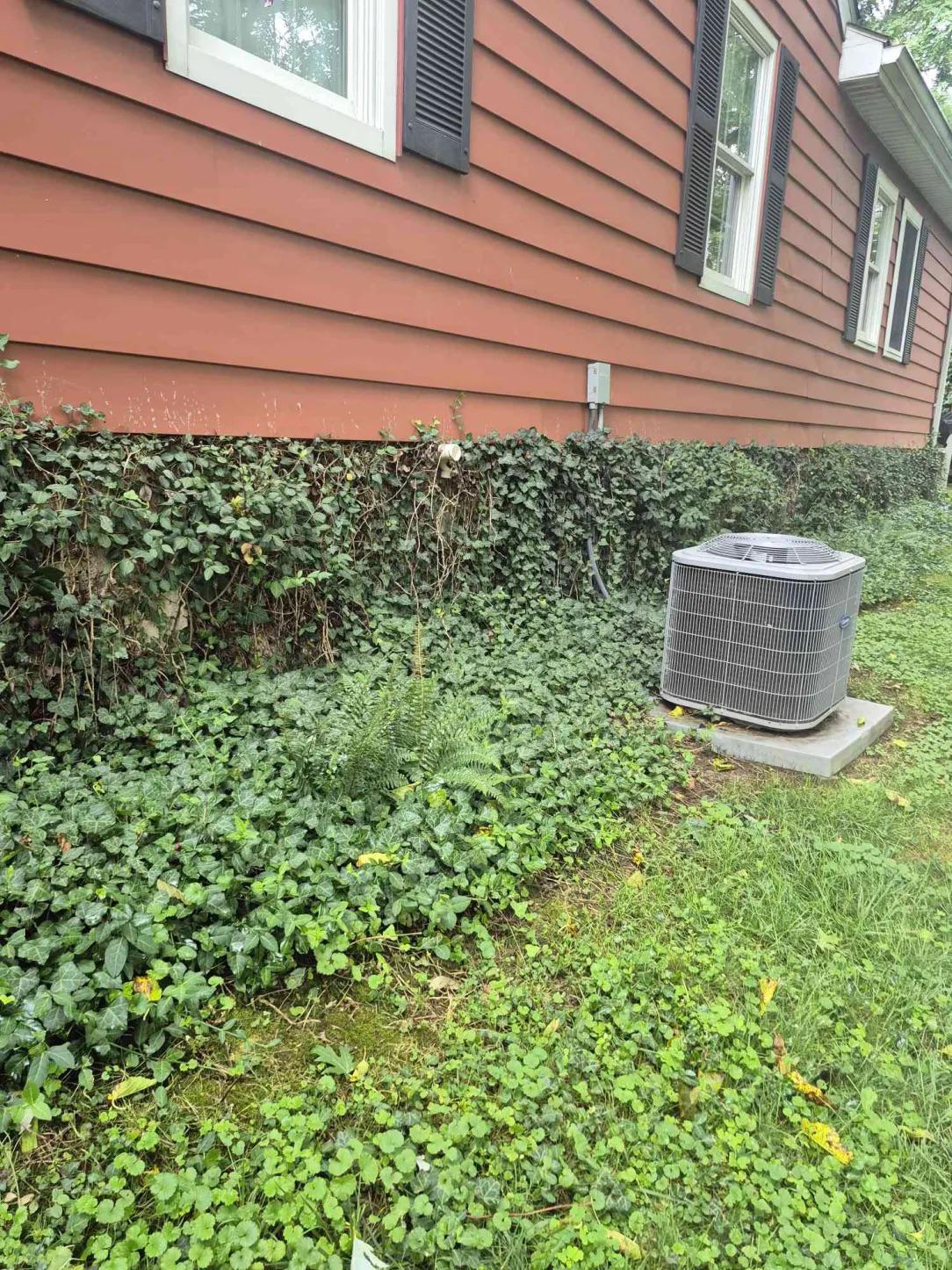 Why Rats Turn Up After a Hard Rain in Covington and Newport