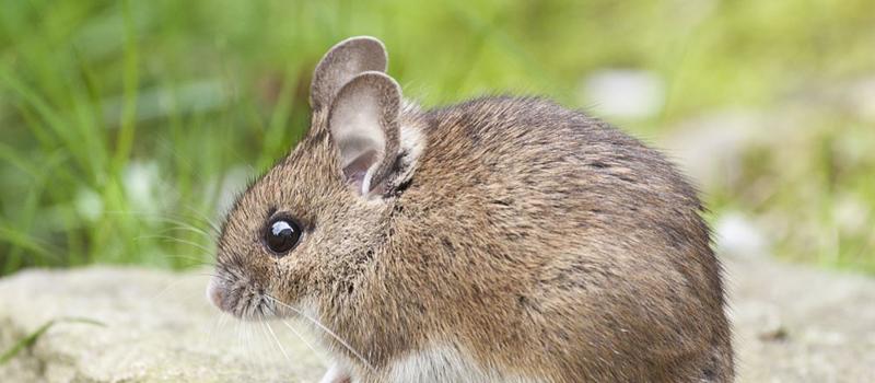 The Role of Rodents in the Spread of Lyme