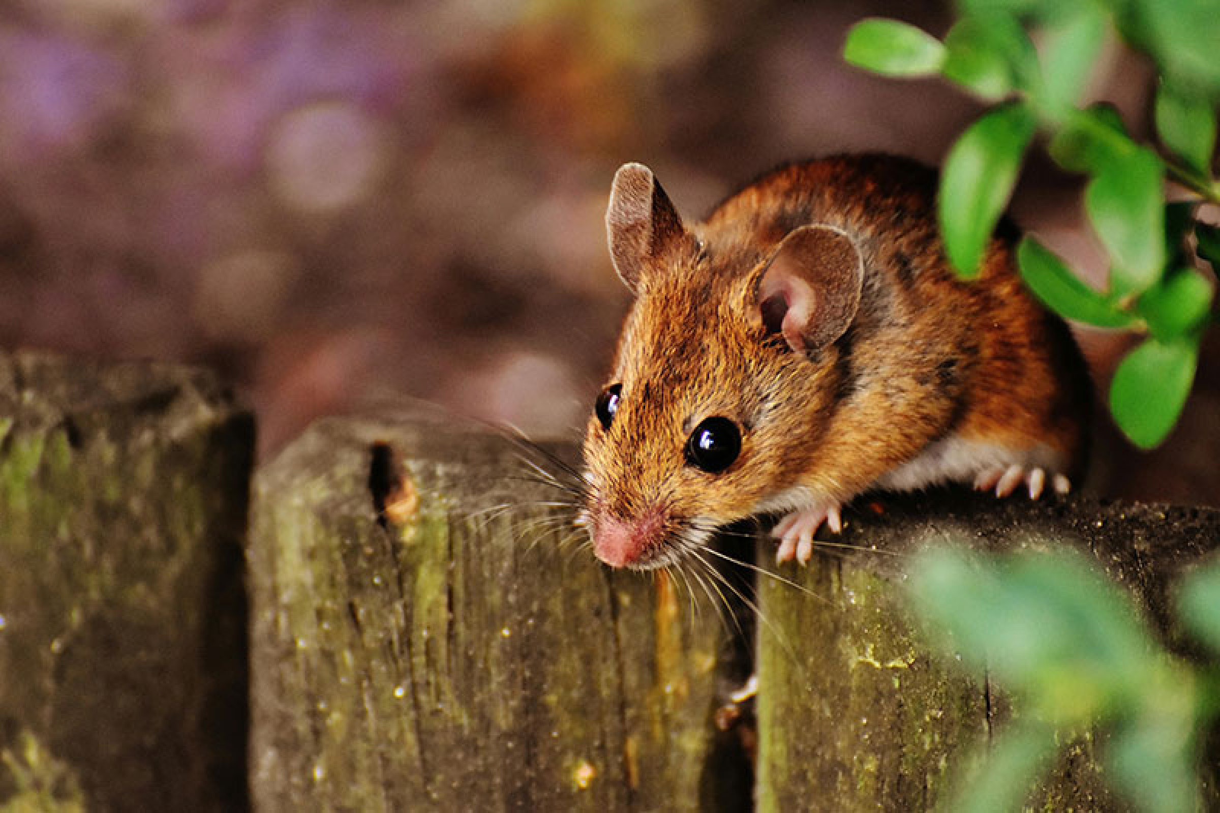 A rodent sitting on top of a fence