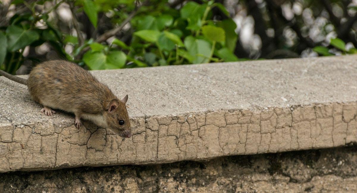 Common Signs of Hidden Rodent and Insect Activity Around Grand Rapids House Foundations