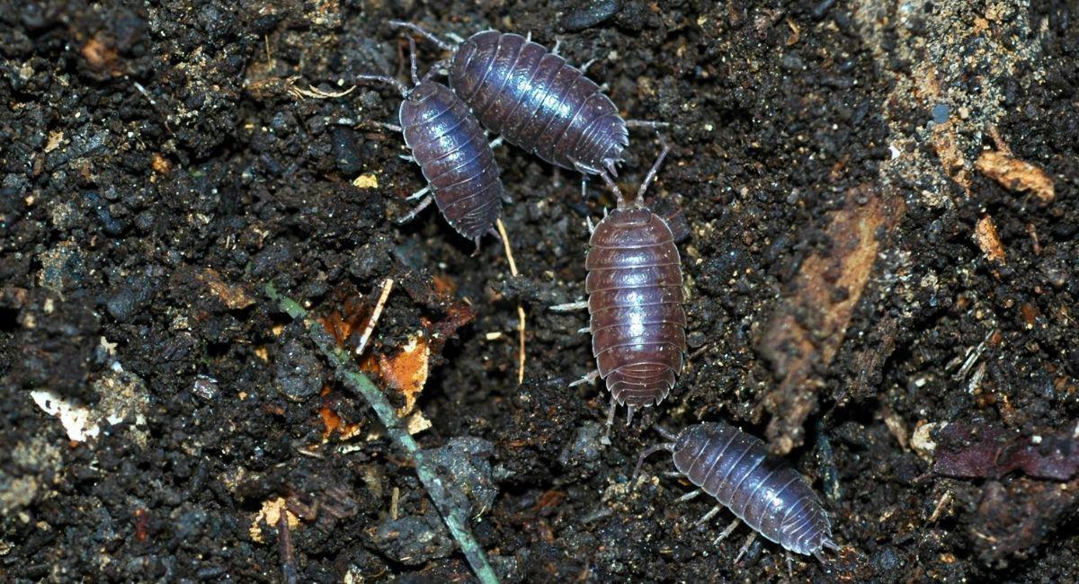 Why Are Rolly Pollies Getting into My Basement?
