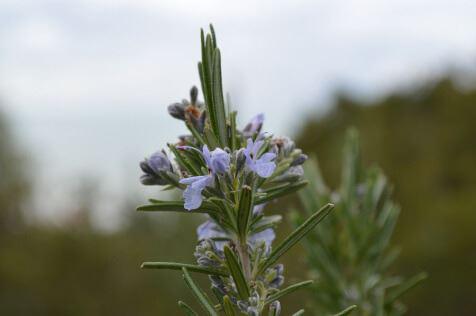 rosemary