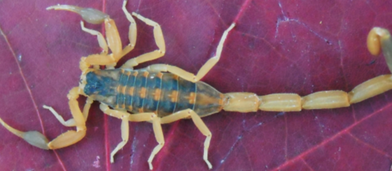 Are Smaller Scorpions More Venomous?