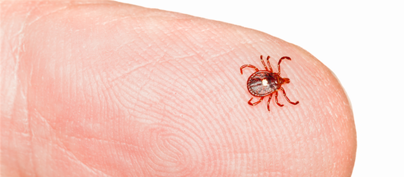 Are There Ticks in El Paso, Texas?