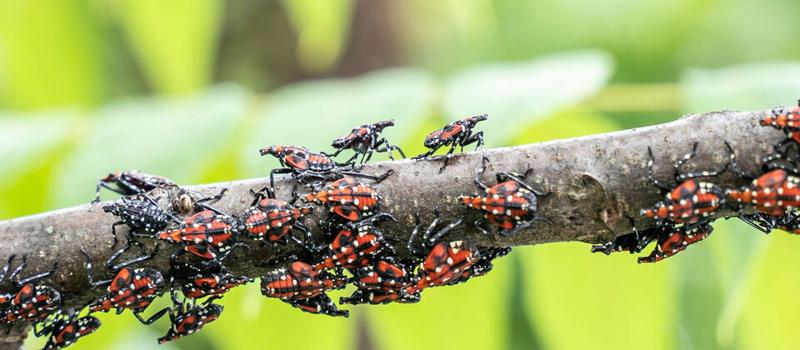 Do We Have Spotted Lanternflies In Rhode Island?