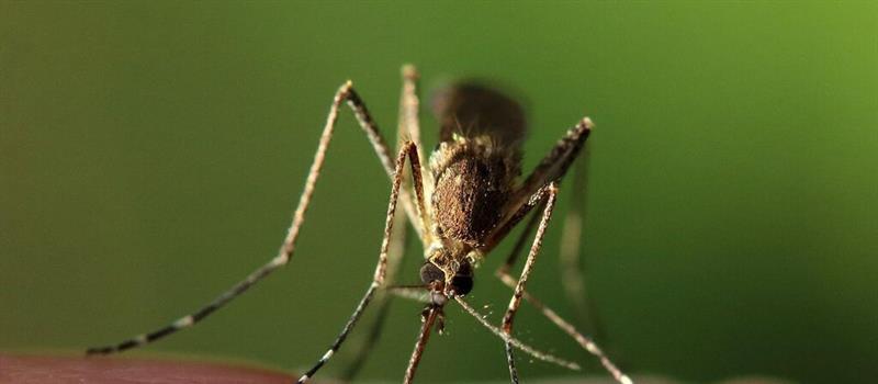 How Does Mosquito Barrier Protection Work?