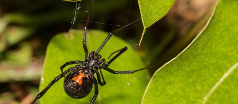 Venomous Florida Spiders