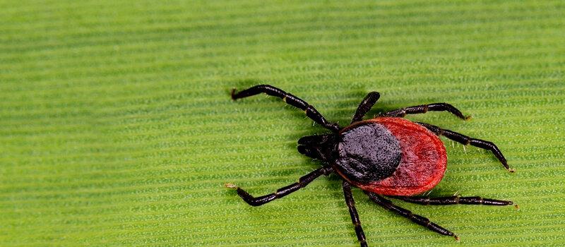 What temperature are ticks most active?
