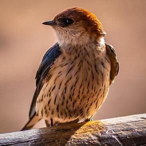 Barn Swallow