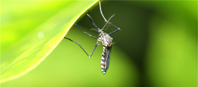 West Nile Virus is Here, Northampton Mosquito Control Important Through Fall