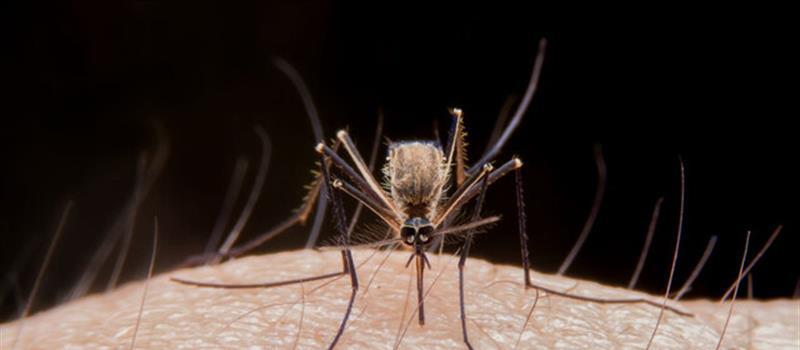 Do All Florida Mosquitoes Carry Diseases?