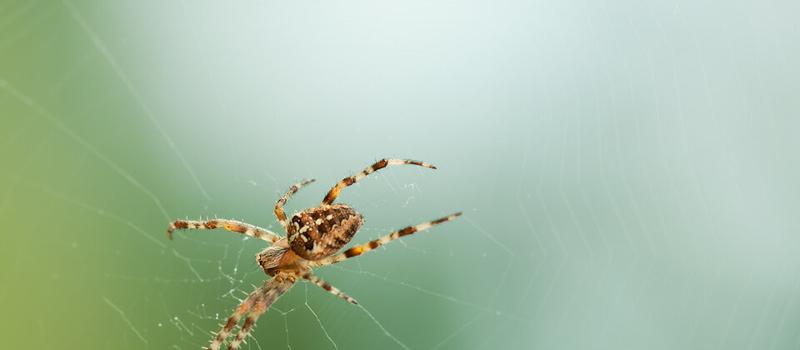 Do Midges and Mosquitoes Attract Spiders?
