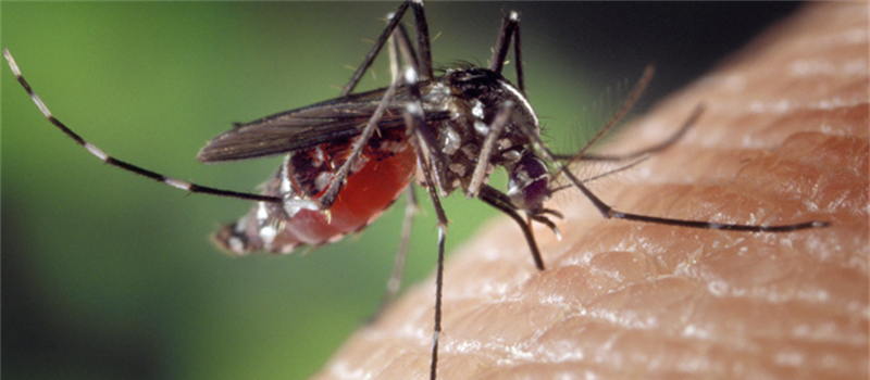 How Many Species of Mosquito Are Found in Virginia?