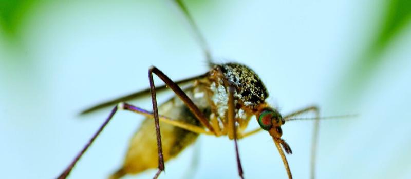 What is the Most Effective Somerset Mosquito Control?