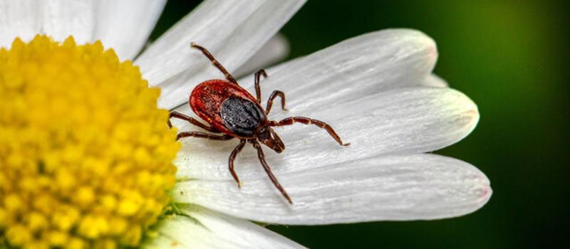 Have Ticks in Tennessee Met Their Match with Our Franklin Tick Control?