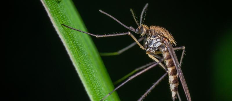 Rye Mosquito Control Through Fashion Choices?