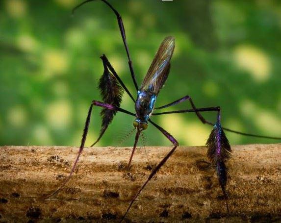 Sabethes Cyaneus Mosquito - image courtesy of CDC.gov. 