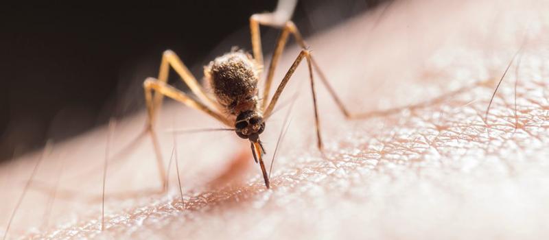 When Should You Worry About a Mosquito Bite?