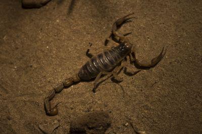 A scorpion on the groundMosquito squad of El Paso