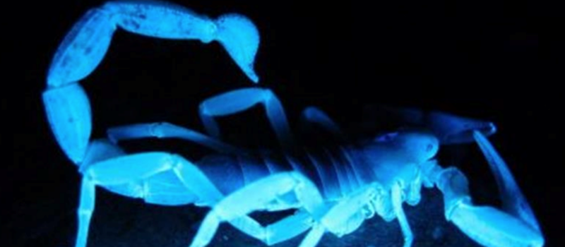 Everything You Need To Know About Scorpions