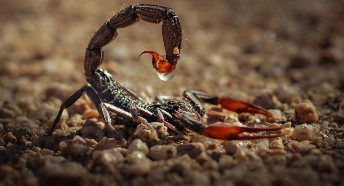Get Scorpions Under Control with Mosquito Squad Plus