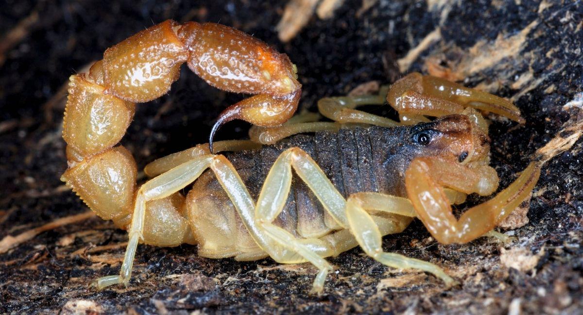 Winter Habits of El Paso Scorpions: What They’re Doing Right Now