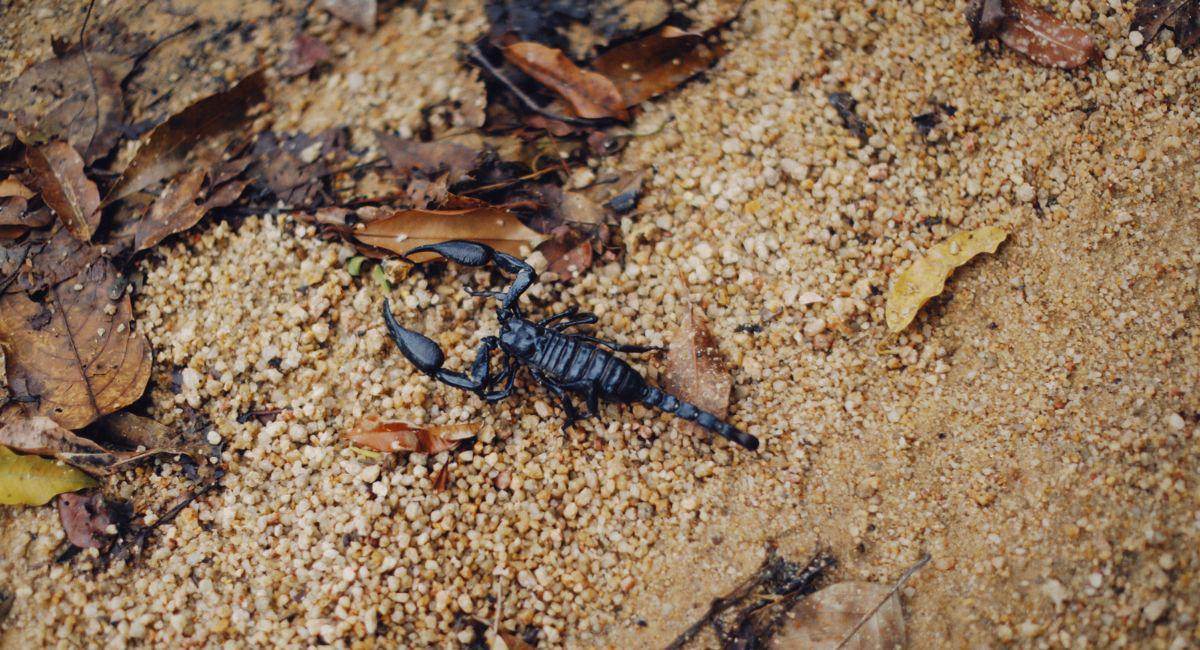 Are Scorpions Active Right Now in El Paso?